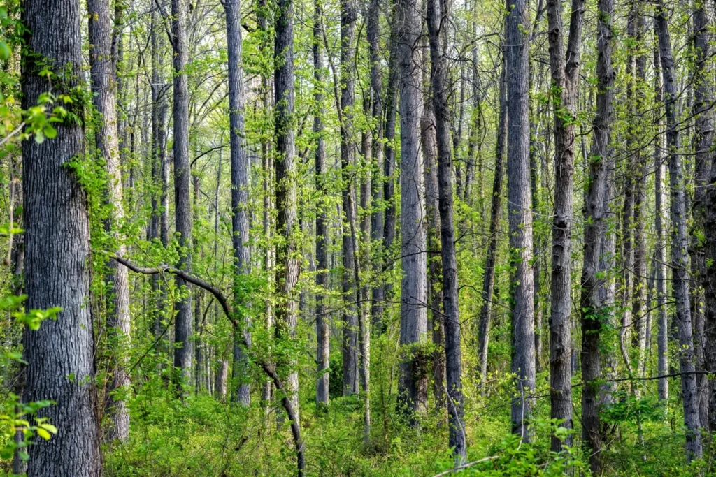 Le Parc Jardin de la Sente des Rivières : Un aménagement exemplaire pour la préservation de la biodiversité