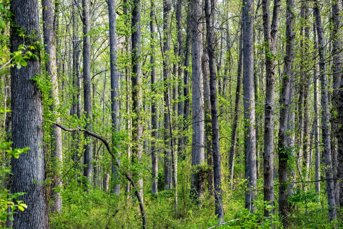 Le Parc Jardin de la Sente des Rivières : Un aménagement exemplaire pour la préservation de la biodiversité