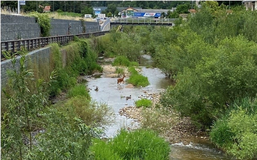 Travaux de protection contre les crues et de restauration environnementale de la rivière Yzeron en zone urbaine à Sainte Foy-lès-Lyon (Rhône)