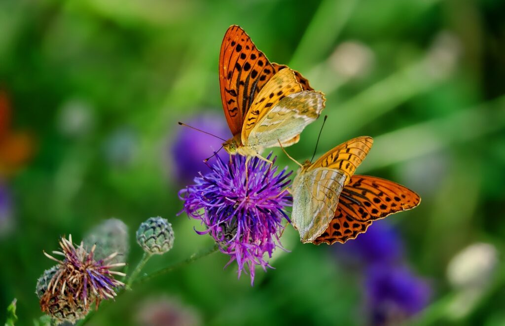Biodiversité et gestion des écosystèmes : une sélection de ressources récentes