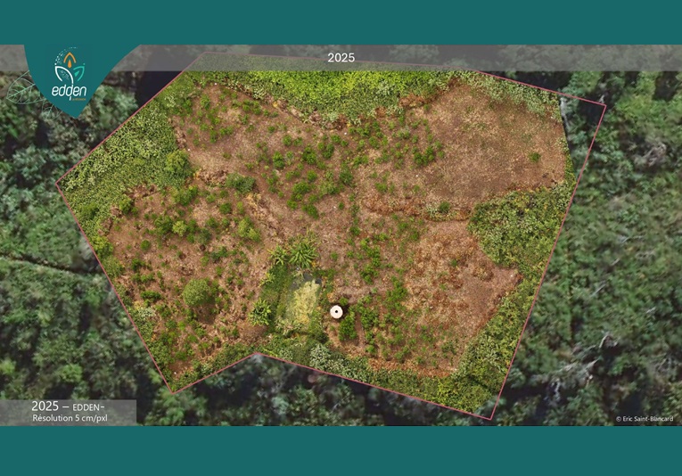 Restaurer les forêts de demain : une démonstration de génie écologique à grande échelle à La Réunion